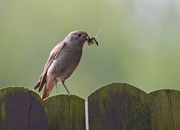 redstart stock photo