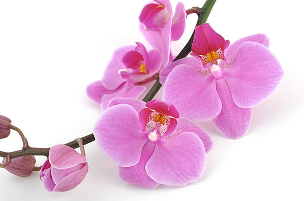 Orchid stock photo