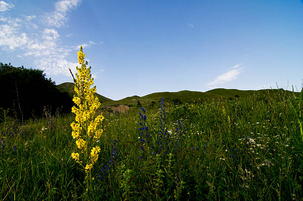 Meadow with yellow flower stock photo