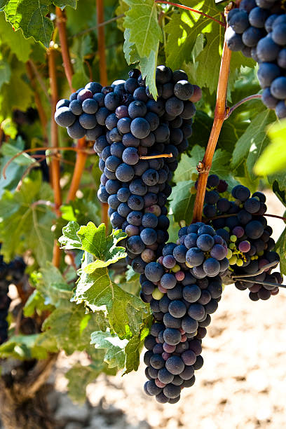 blue grapes stock photo