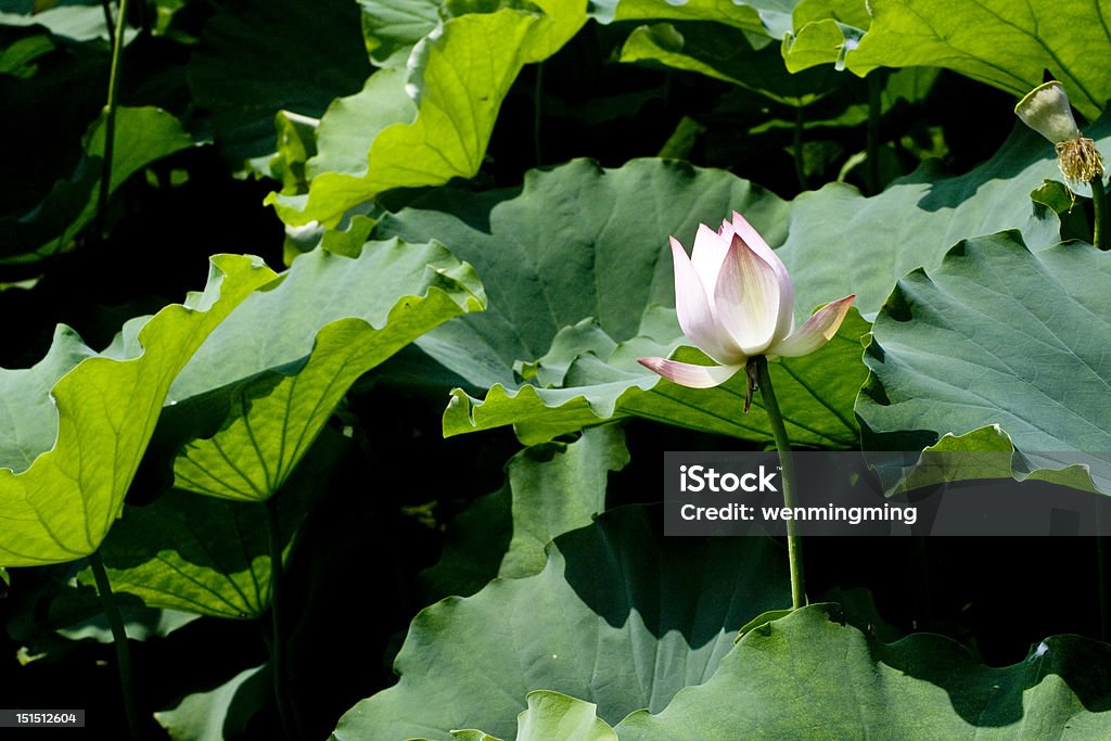 Lotus - Foto de stock de Asia libre de derechos