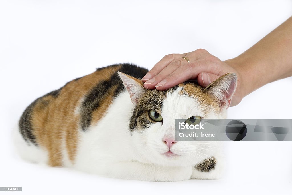 Gato tem de ser stroked - Foto de stock de Acariciar royalty-free