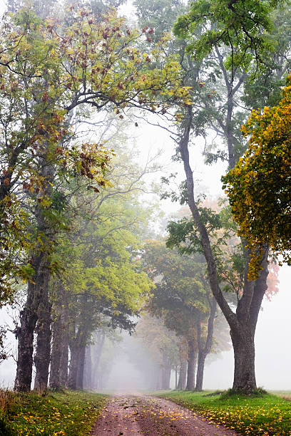 istock Alley in morning fog 151513419