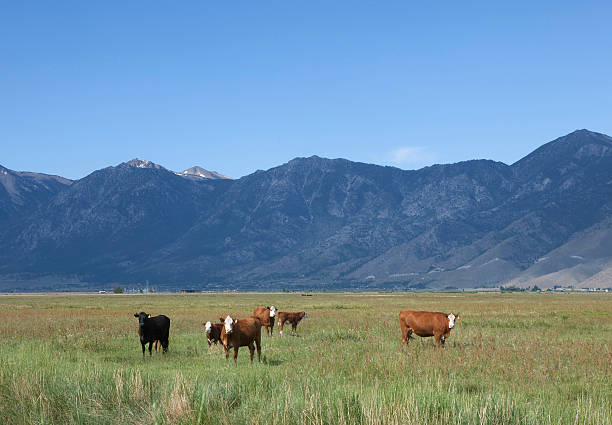 istock Cow in the Nevada Carson Valley 151513540