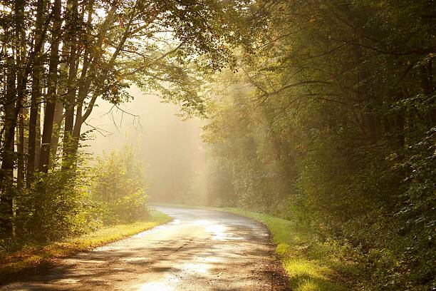 istock Sunbeams falls into the misty autumn forest 151513733
