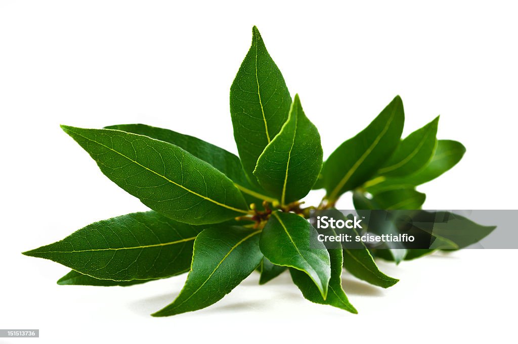 Laurel Laurel branches isolated on white Bay Leaf Stock Photo