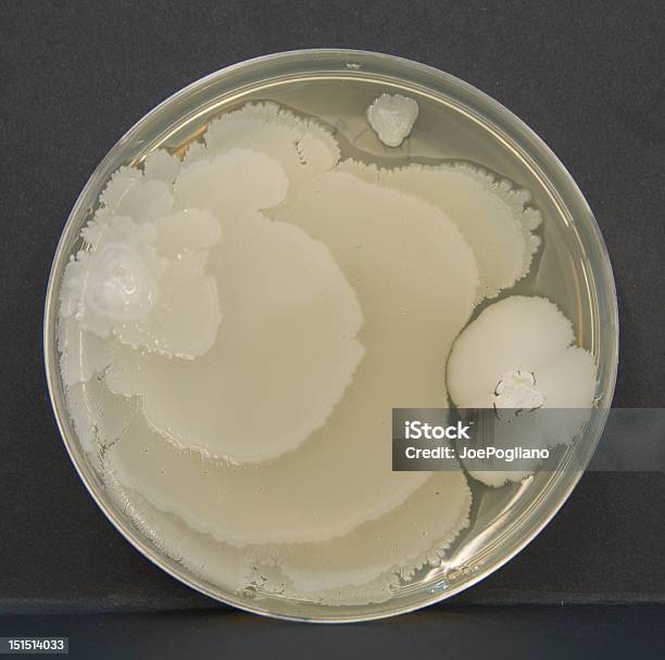 페트리 플레이트 박테리아 0명에 대한 스톡 사진 및 기타 이미지 - 0명, 건강관리와 의술, 과학