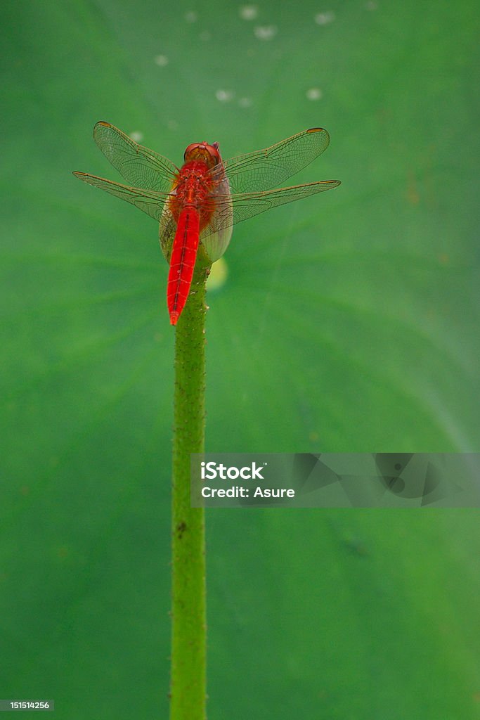 red dragonfly - Foto de stock de Exterior royalty-free