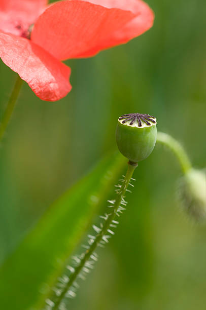 мак - meadow single flower bud cornflower стоковые фото и изображения