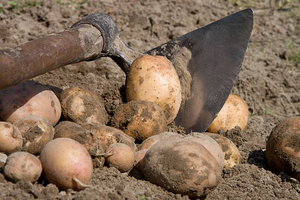 potato lifting stock photo