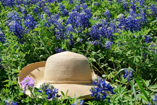 A nice straw hat sitting in a field of bluebonnets in late spring.