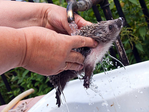 istock The mistress washes a hedgehog under  water stream 151514847