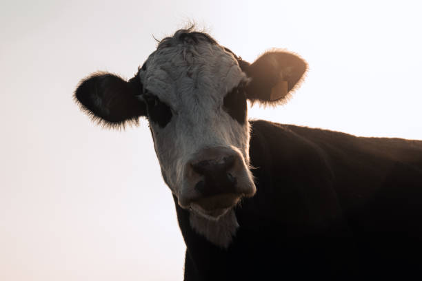 istock Soulful Gaze: Cows Grazing in Argentine Fields, Connecting with the Camera 1515149087