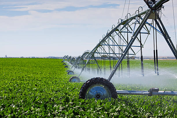 Irrigation Pivot An irrigation pivot watering a field of turnips. irrigation equipment photos stock pictures, royalty-free photos & images
