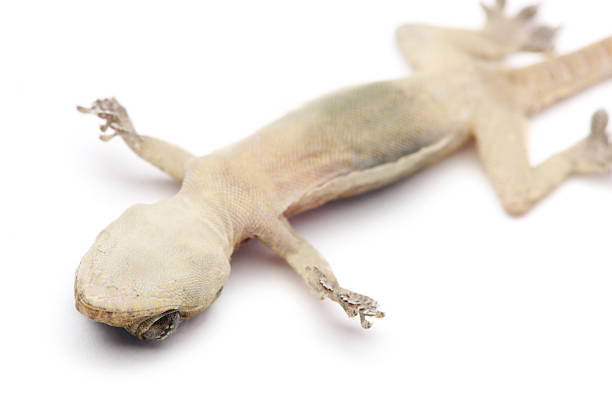 死亡 Gecko ストックフォト