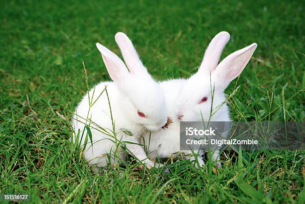 Dos Conejos En El Césped Foto de stock y más banco de imágenes de Blanco - Color - Blanco - Color, Conejo - Animal, Dos animales