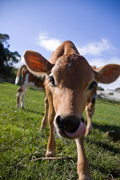 istock Calf Licking its Nose 151516139