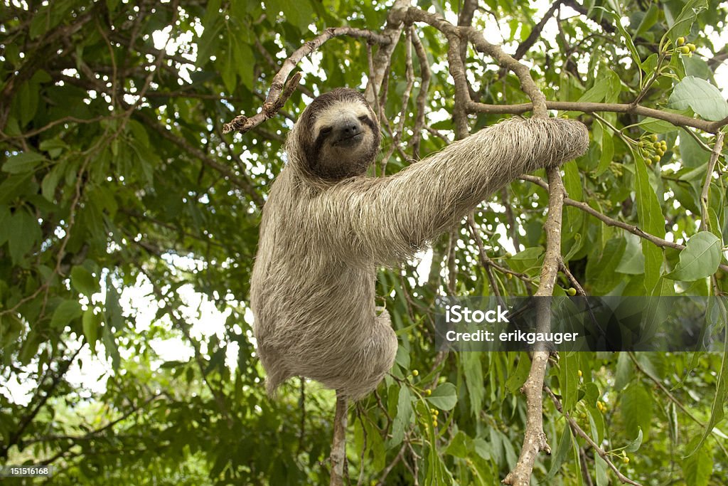 Three-toed Sloth This awkward creature sits perfectly still on a branch in El Valle, Panama Sloth Stock Photo