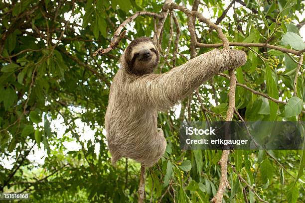 Threetoed Sloth Stock Photo - Download Image Now - Sloth, Three-toed Sloth, Panama