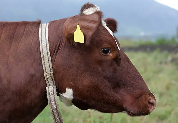Norwegian cow, profil, head.