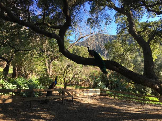 Peacock sits in a live oak tree near the mountains