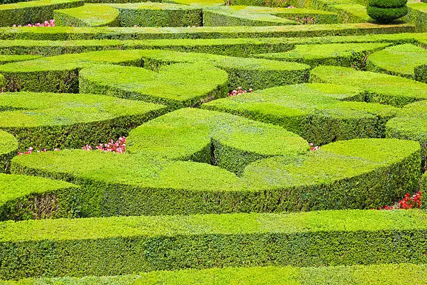 Heart shaped hedges from Villandry chateau, France. EOS 5D Mark II