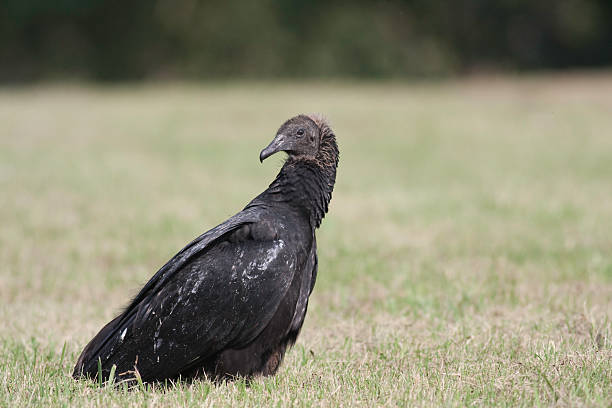 Black Vulture - Regal Pose stock photo