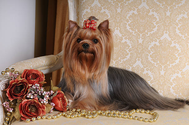 istock Yorkshire terrier on the armchair 151516543