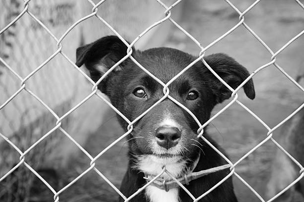 istock Sad pup in a pen 151516606