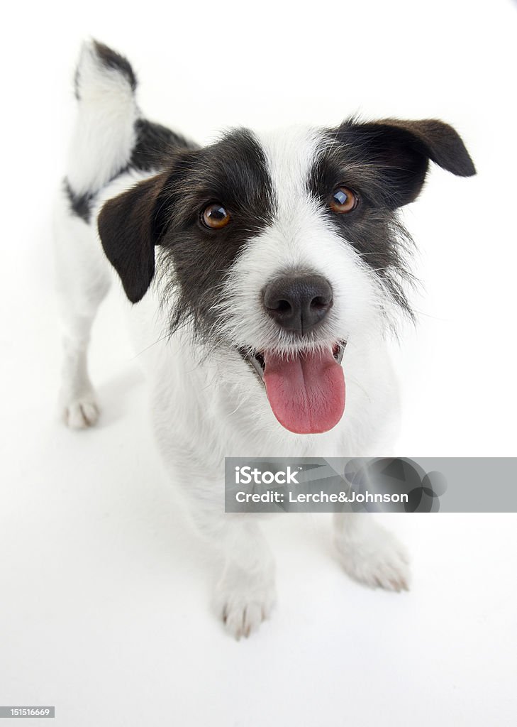 Urocza Jack Russell Terrier - Zbiór zdjęć royalty-free (Białe tło)