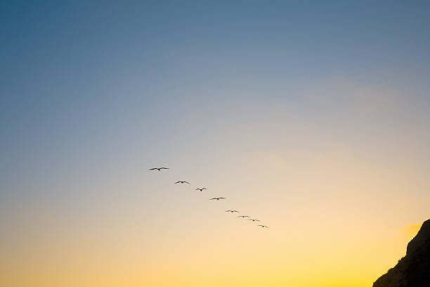 istock Sea Birds Flying into the Sunset 151516739