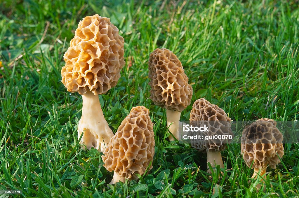 Group of Morilles Jaunes growing in green grass Morels are fungi of the genus Morchella, ascomycetes belonging to the group of pezizomycetes  Morel Mushroom Stock Photo