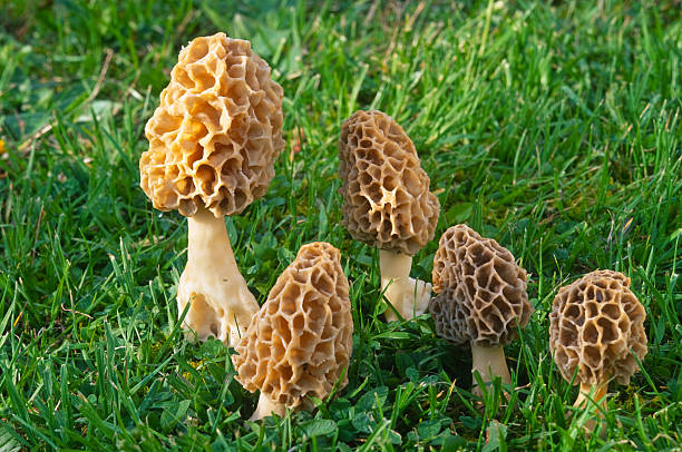 Group of Morilles Jaunes growing in green grass stock photo