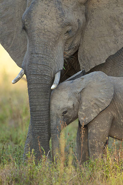 istock African elephant mother and child 151517134