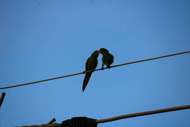 istock Parrot Birds Kissing Perched on Electricity Wires 1515172270