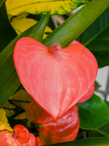 Close up of a heart-shaped red flower of anthurium