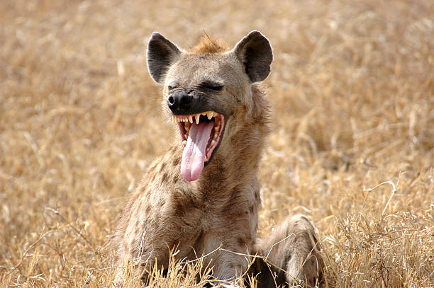 hiena muestra la lengua - perro salvaje fotografías e imágenes de stock