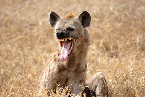 A Hyena showing its long tongue in East Africa