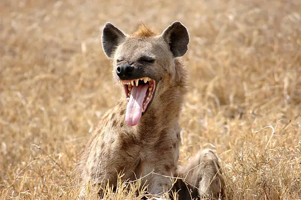 Photo of Hyena showing Tongue