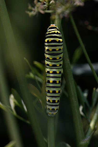 Eastern Tiger Swallowtail Caterpillar stock photo