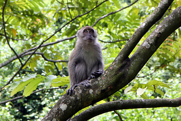 Monkey On The Tree stock photo