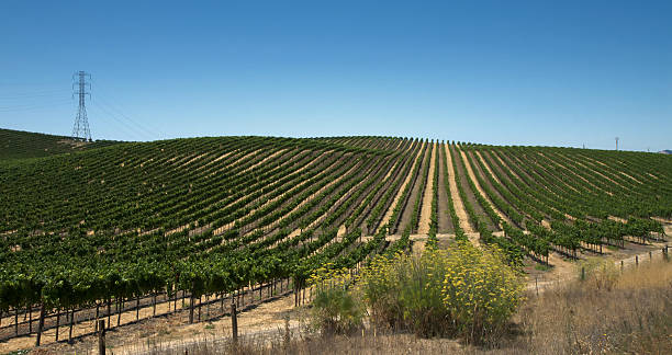 виноградник в долине напа - vineyard panoramic napa valley california стоковые фото и изображения