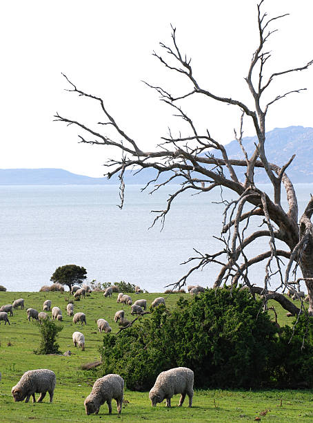Flock of sheep grazing under a dead tree A Flock of sheep graze on fresh grass under a dead tree on the island of Tasmania. sheep australia flock of sheep herd stock pictures, royalty-free photos & images
