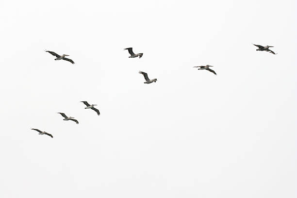 istock Swarm of pelicans 151518882