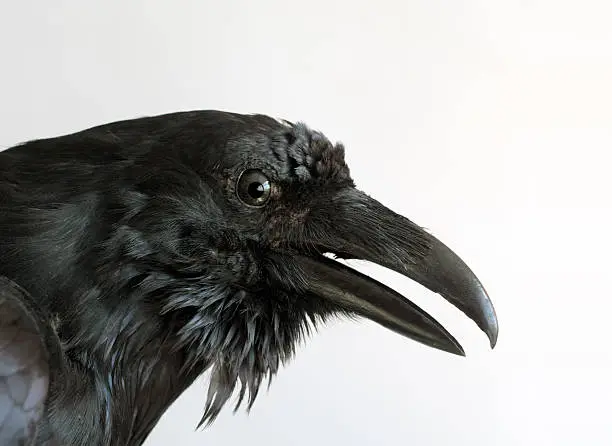 Photo of black raven head