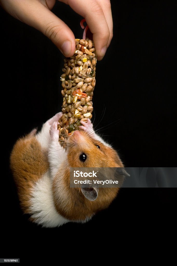 Feliz hamster penduradas em um mimo bar - Foto de stock de Hamster royalty-free