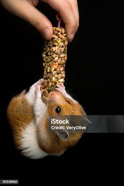 Foto de Feliz Hamster Penduradas Em Um Mimo Bar e mais fotos de stock de Hamster - Hamster, Brincalhão, Fundo preto