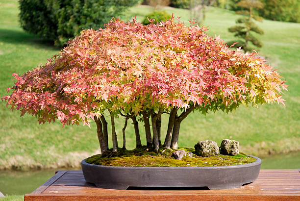 Japanese maple bonsai with red leaves in a blue pot