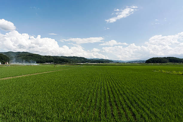 Paesaggio rurale - foto stock