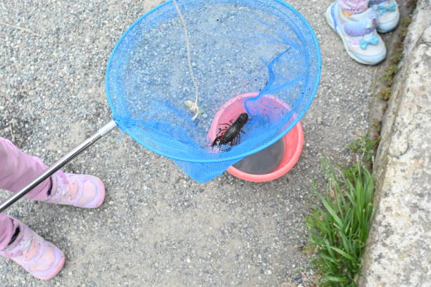 Child's play Crayfish catch. Children's background material.